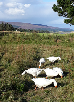 Smallholding livestock