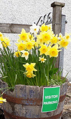 Buy UK Hardy Plants Online