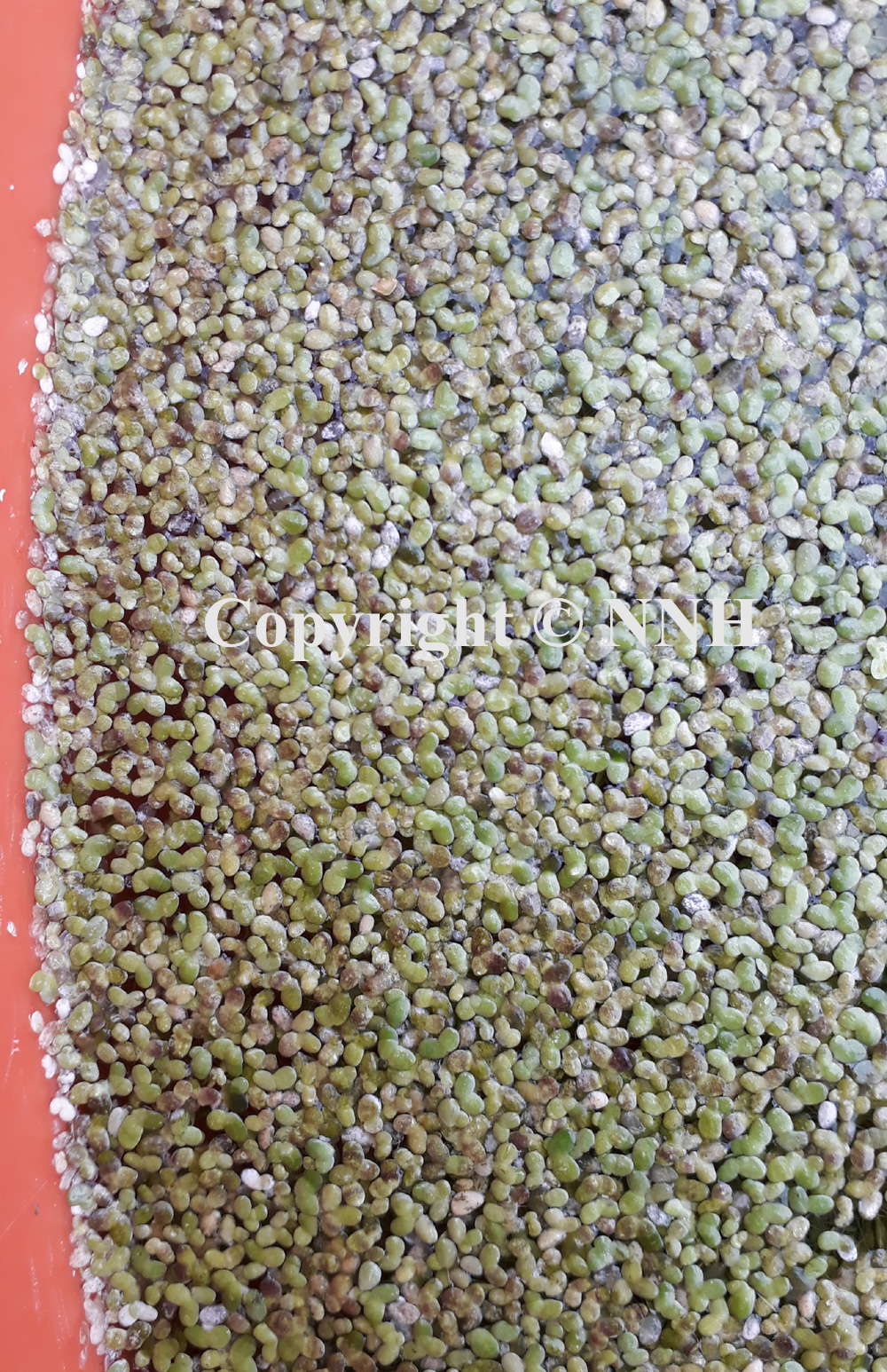 Floating Duckweed Lemna Minor