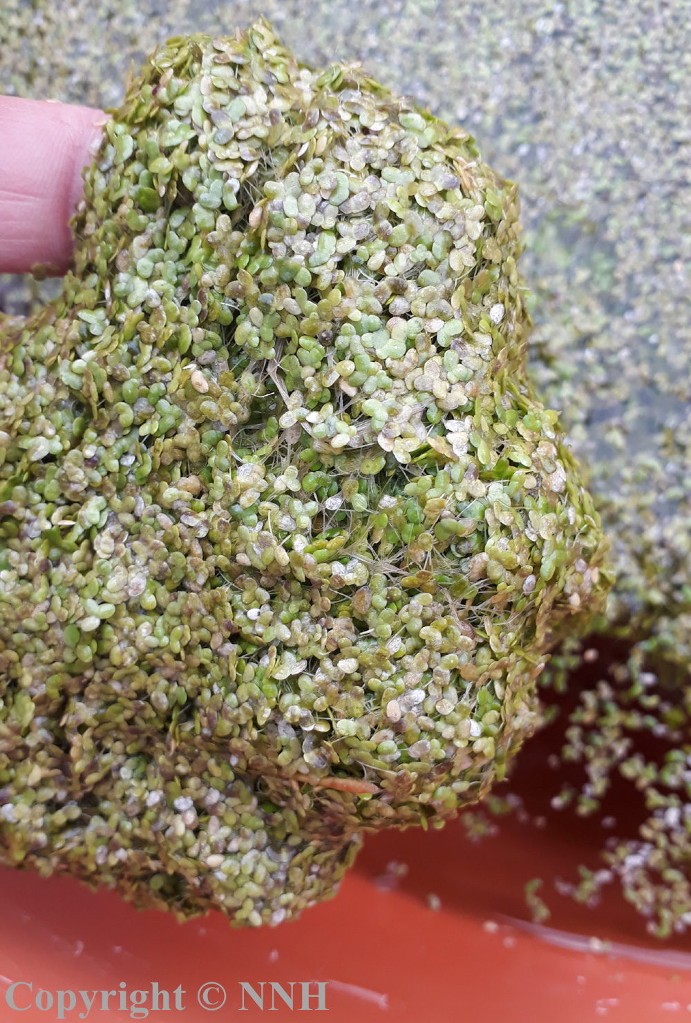 Duckweed Lemna Minor Hand Scoops