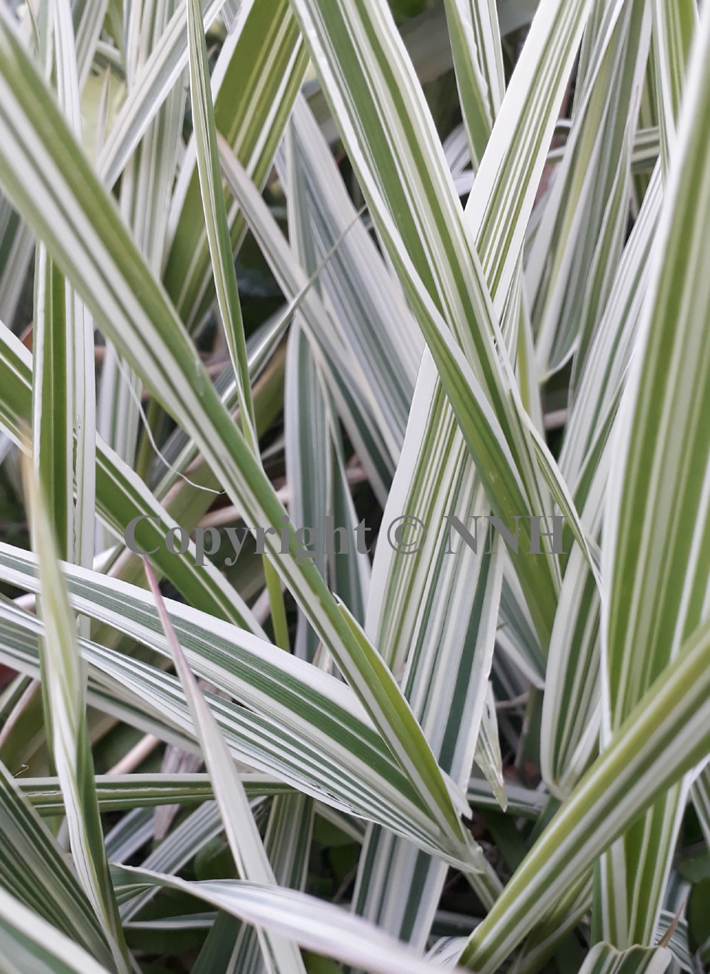 Gardener's Garters Phalaris Arundinacea