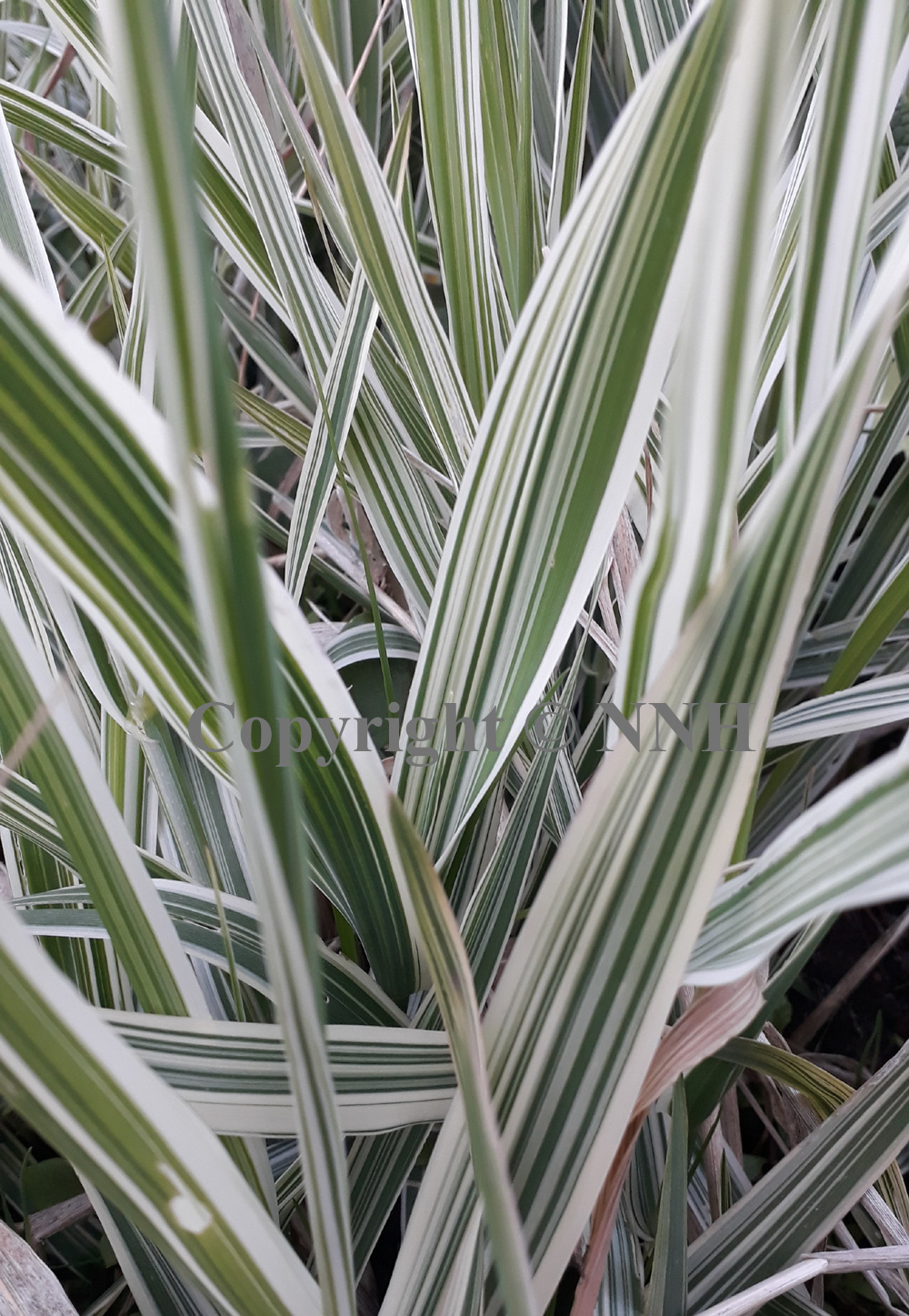Reed Canary Grass