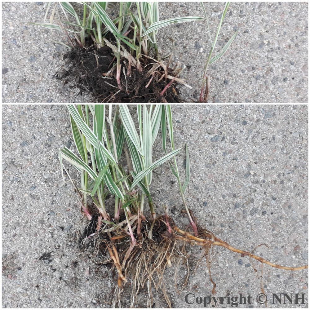Variegated Ornamental Reed Canary Grass