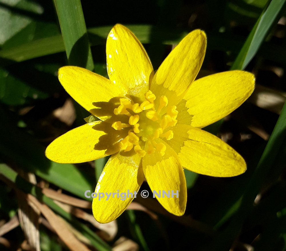 Lesser Celandine Pilewort Ficaria Verna Flower