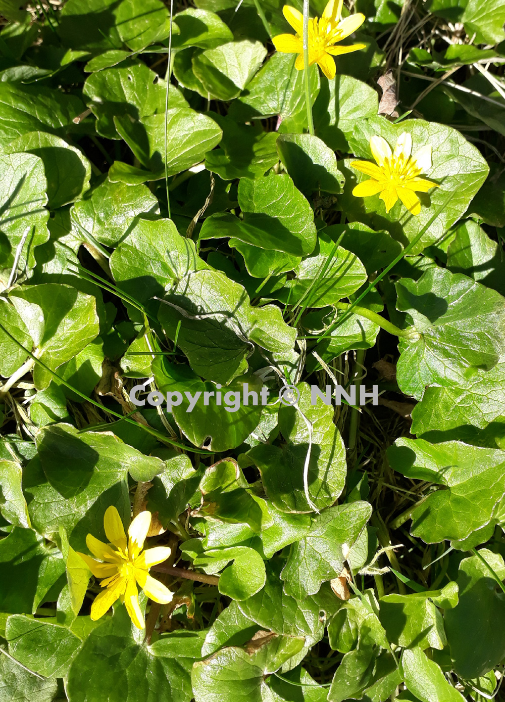 Pilewort Ficaria Verna Plant