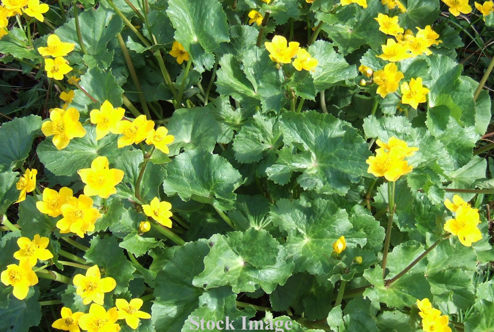 Marsh Marigold Kingcup Caltha Palustris