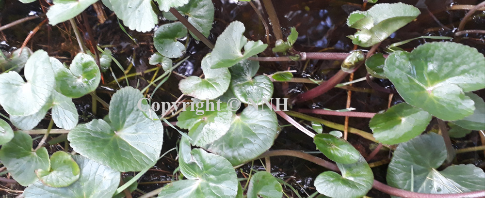 Marsh Marigold Marginal Water Plants