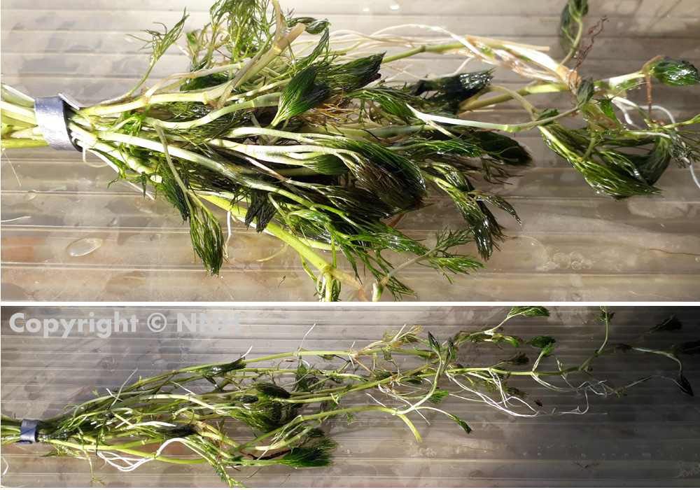 Water Crowfoot Ranunculus Aquatilis Strands