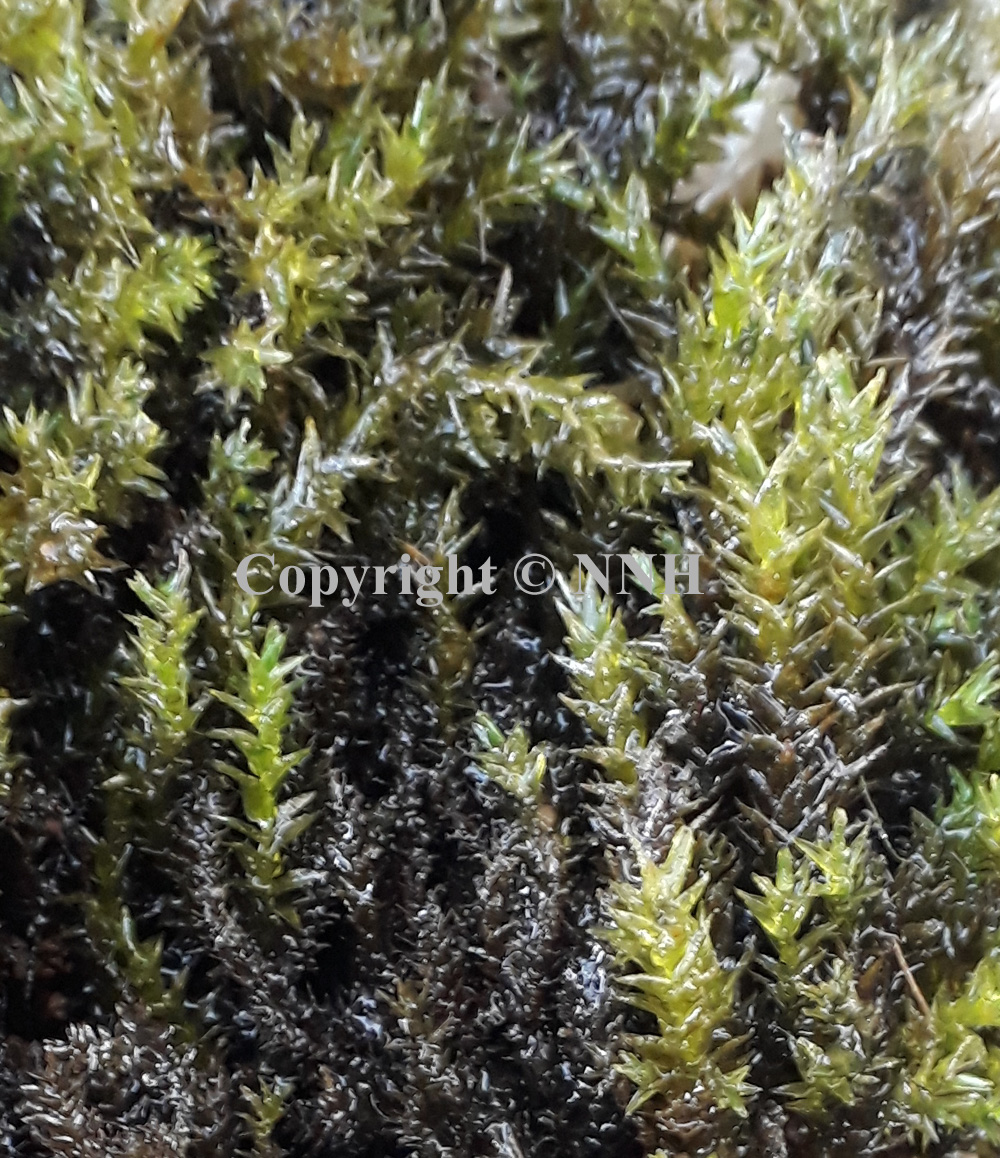 Scottish Greater Water Willow Moss