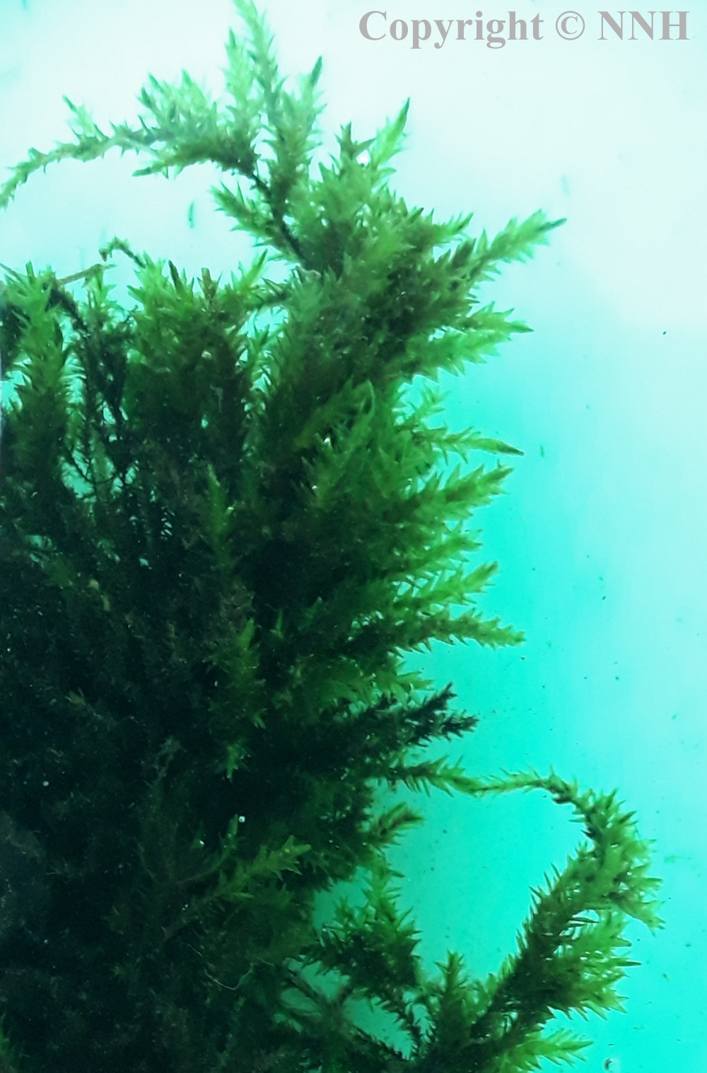 Greater Water Moss Fontinalis Antipyretica