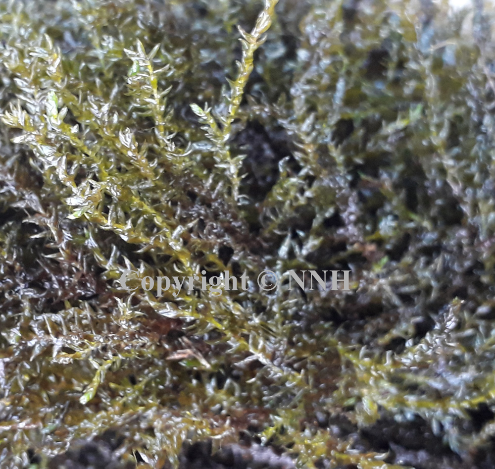 Greater Water Moss Fontinalis Antipyretica
