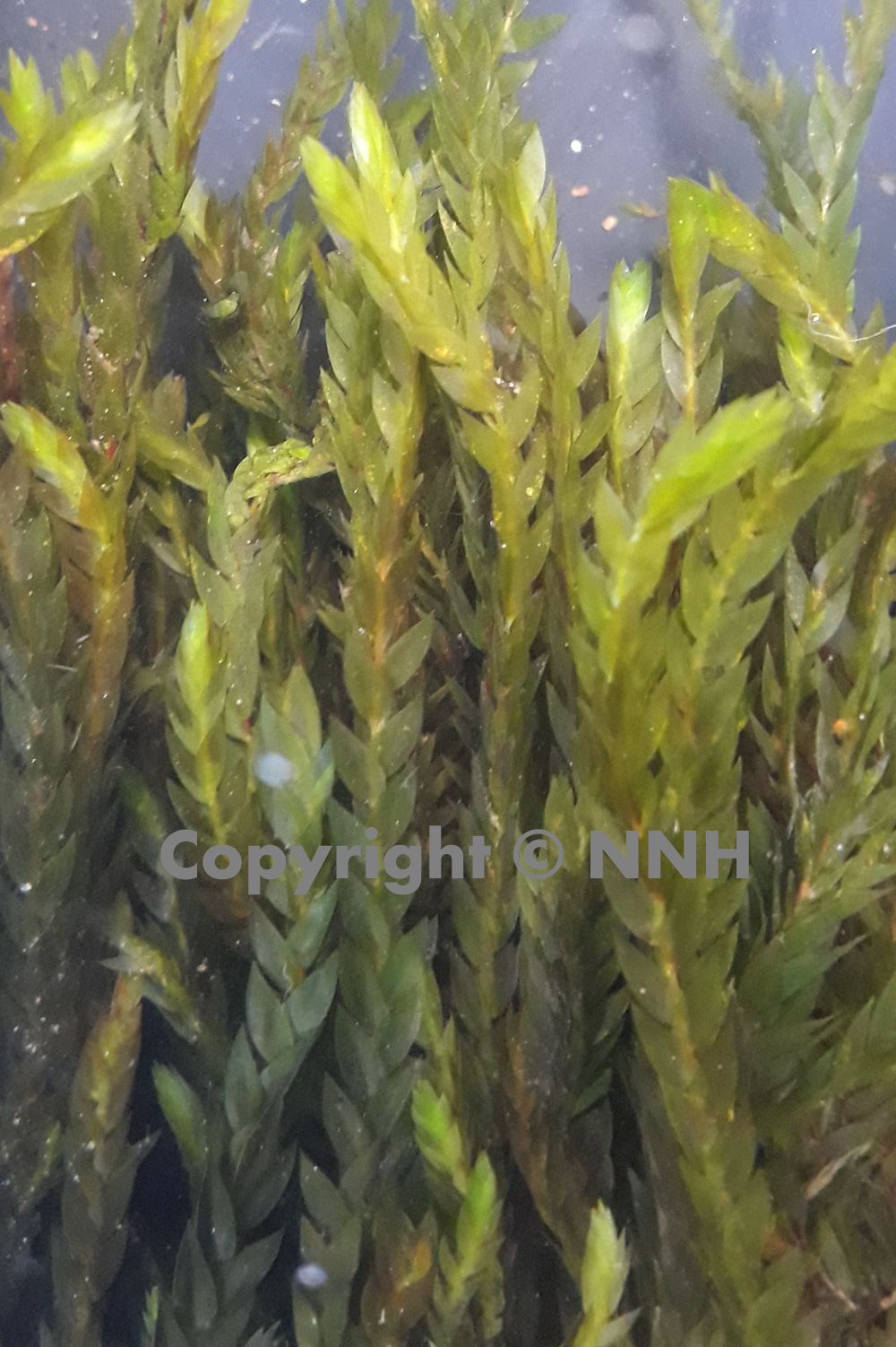 Scottish Greater Water Willow Moss