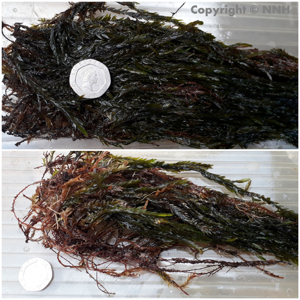 Greater Water Moss Fontinalis Antipyretica