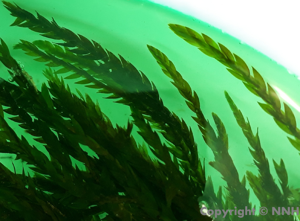 Greater Water Moss Fontinalis Antipyretica