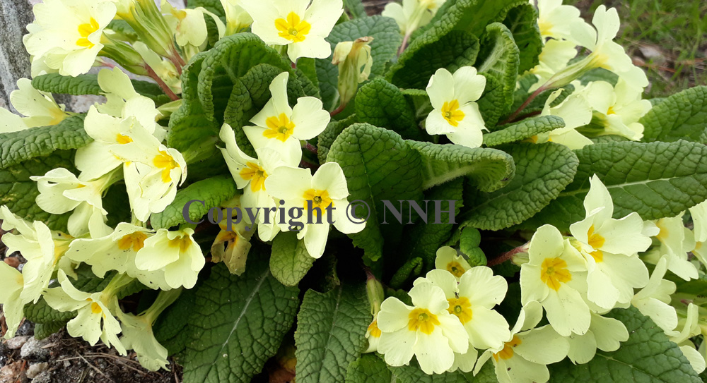 Wild Primrose in Garden Woodland
