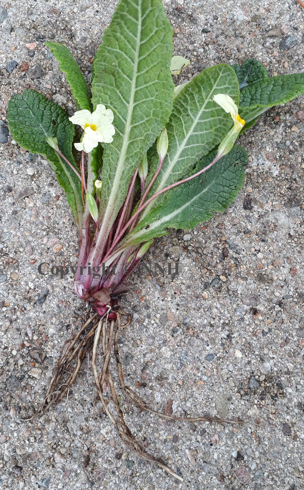 Common Wild Primrose Primula Vulgaris Bare Rooted Plants