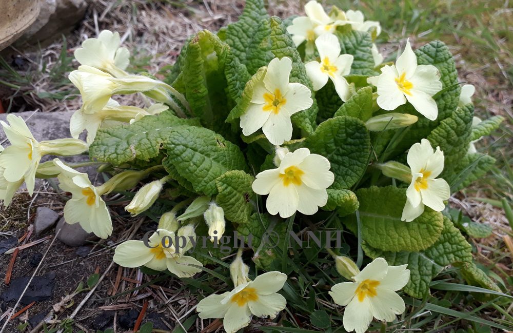 Common Wild Primrose Primula Vulgaris