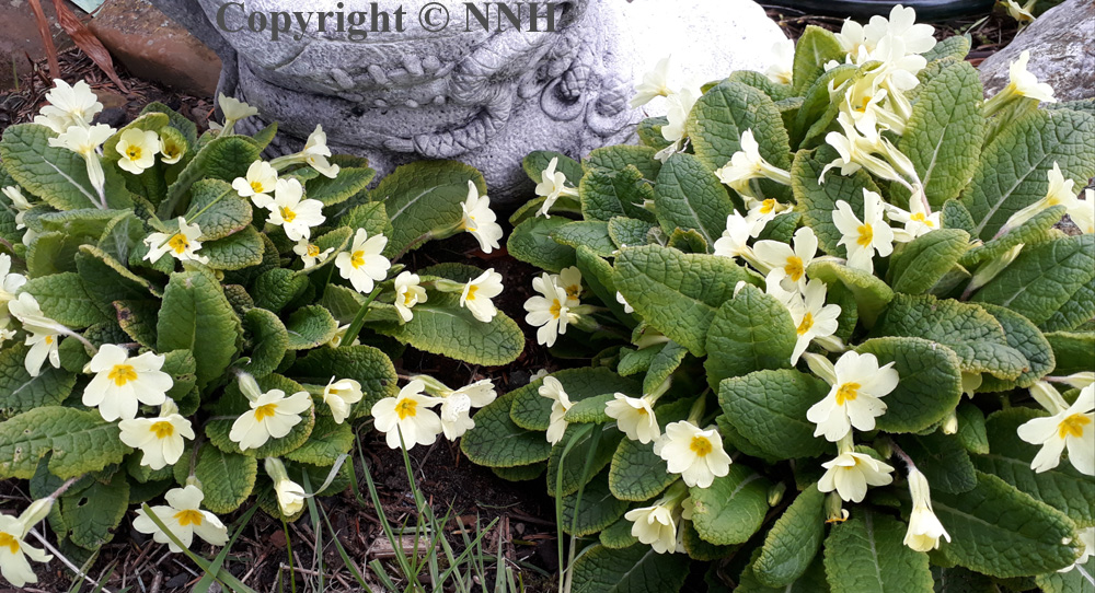Wild Primrose Primula Vulgaris