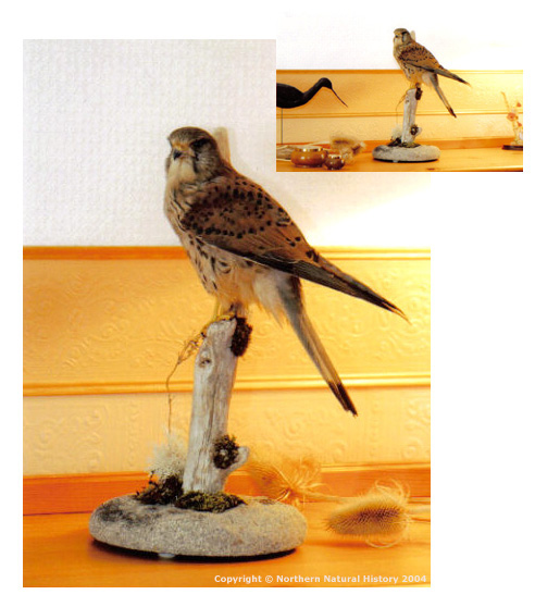 Kestrel table top display