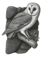 NNH Owl Logo