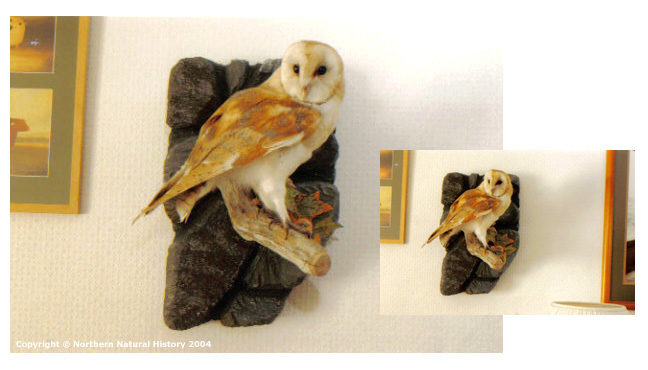 Barn owl wall mounted onto a modeled rock face