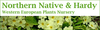 Northern Native Hardy Plants Nursery Brora Scotland