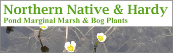 Pond Marginal Marsh and Bog Plants